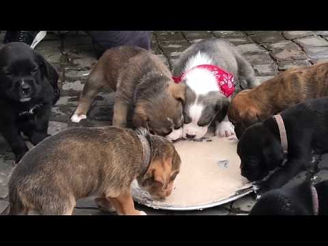 Boxer Labrador Mix Welpen Impressionen Hunde Babys fünfte Woche Boxer Lab mix puppies 5th week