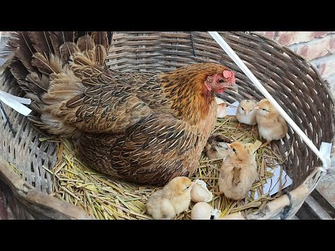 Hen Harvesting Egg and Chick Hatching - A Step by Step Guide/ egg hatching at home