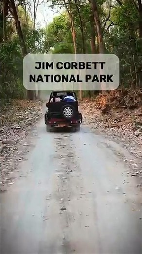 Wild Beauty of Jim Corbett National Park 🌿