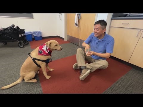 Researcher at UT Arlington aims to translate dog sounds to understand communication with humans