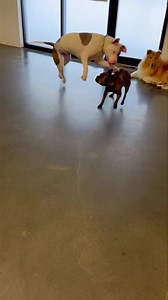 Finn had been chasing after his #brindleboston buddy Heisey till the third #terrier, Jaxx tried to tackle him... 🙈🙈🙈 | Just Fur Kids Dog Daycare