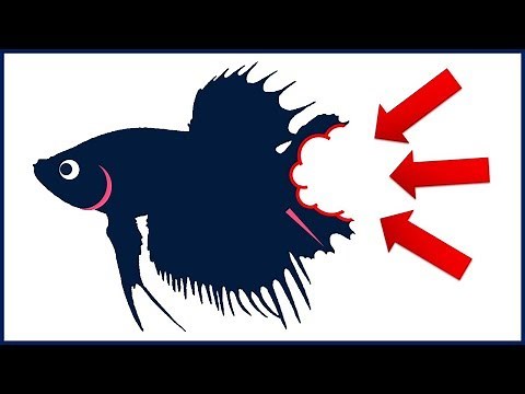 How to Stop Betta Fish Tail Biting