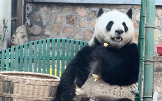 “他好可爱呀”，小朋友奶声奶气的夸么么儿，超级可爱的把整个大脑袋埋进筐里找笋笋