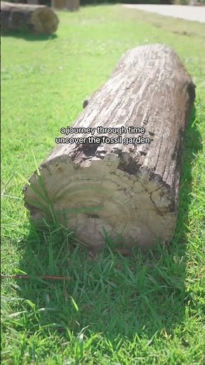 Orthoceras fossils #shorts