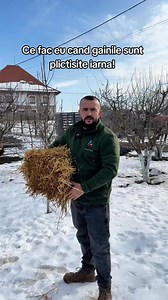 Ce fac eu cand gainile sunt plictisite iarna! # #avicolaracari #dinferma #pui #cresterepasari #fermaromania #agricultura #sfaturidinferma | Avicola Racari