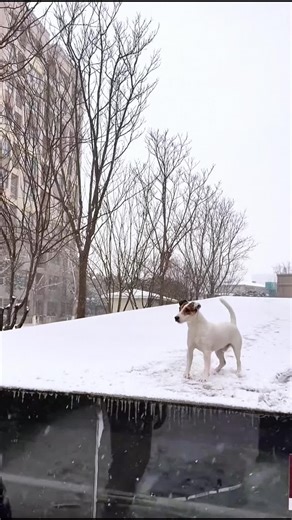 Doggo's Hilarious Ice Ballet Fails