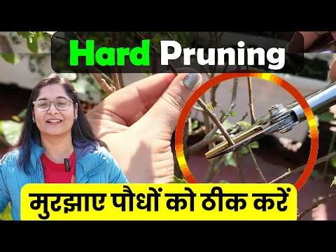 🧿HARD PRUNING: Step-by-Step DEMO WITH RESULTS/ हार्ड प्रूनिंग कैसे करे? इन गलतियों से बचे #pruning
