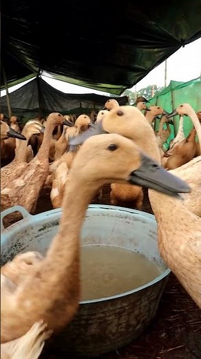 Ducks Quacking on the Farm | Real Duck Sounds for Relaxation or Study