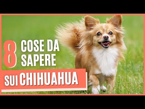 8 Cose che devi sapere sui Chihuahua | Chihuahua cane | Origini, carattere e prezzo