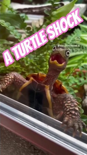 A Turtle shock 😲