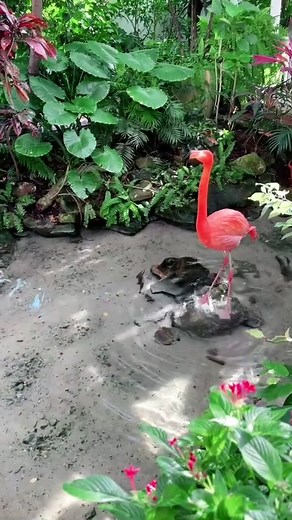 Flamenca Flamingo: Elegant Animal Flamenco Dance