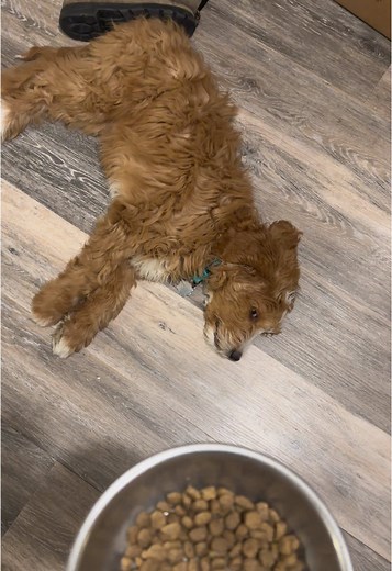 Understanding Narcolepsy in Dogs: Goldendoodle Insights