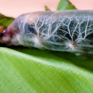This caterpillar has translucent skin and you can see inside it! 🐛😲 ViralHog | MetDaan Animals