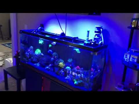 **13 Month Update**...55 gallon reef tank w/ Fluval FX4 canister filter & 30 gallon Fluval M60 AIO