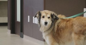 CDC rule requires dogs to be microchipped for reentry into US starting Aug. 1