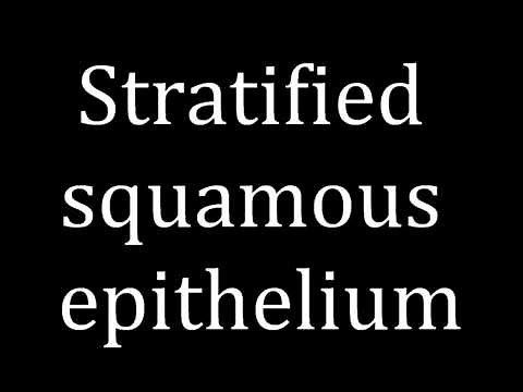 How to pronounce Stratified squamous epithelium