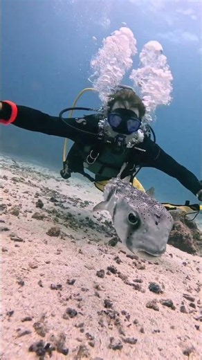 Venomous pufferfish