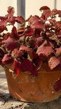 Fittonia Care Guide