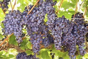 The Best Time to Put Netting Over Grape Plants