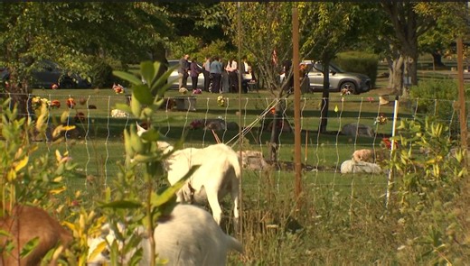 Four-legged lawnmowers help with cemetery upkeep