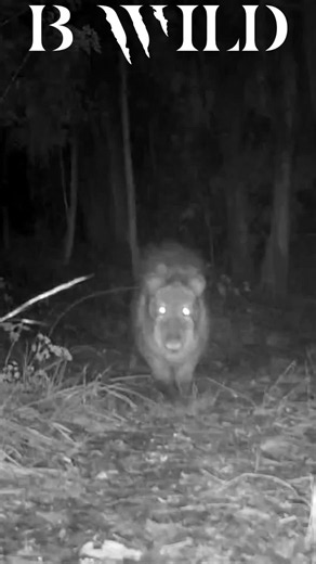 Pecarí o Javelina: Conoce al Pecarí Animal