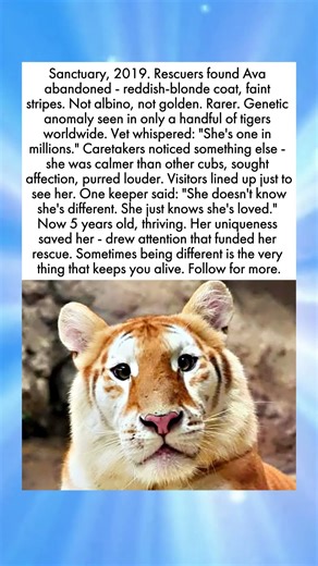 The Tiger Who Wore Sunlight