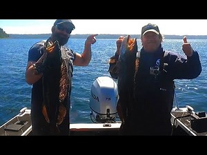 Puget Sound Lingcod fishing with Dan Sawfish