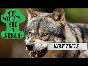 10 Shocking Facts About Wolves You Won’t Believe | Do Wolves Attack Humans