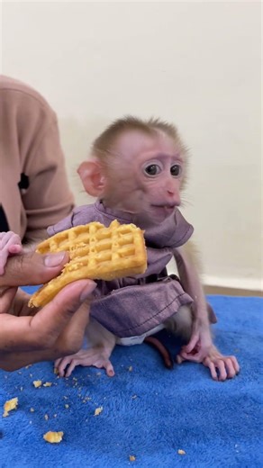 Milk Time For BAby Monkey