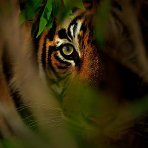 3.1K reactions · 421 shares | A Masterclass in Wildlife Photography!...