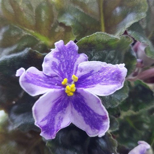 N:501 Fialka Calico Queen ximera #flowers #shortvideo #фиалки #violet #shorts