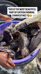 #fishfarm #catfish #harvesting | Mirajfoodsand_fishery