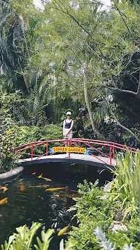 Explore the Sunken Gardens in St. Petersburg Florida🌸 A Florida travel paradise! #travel #daysout