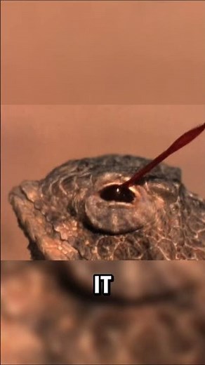 “This Lizard Can Shoot BLOOD from Its EYES! | Nature’s Most Bizarre Defense”