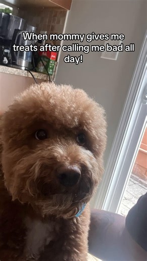 #dogsoftiktok #dogtok #minigoldendoodle