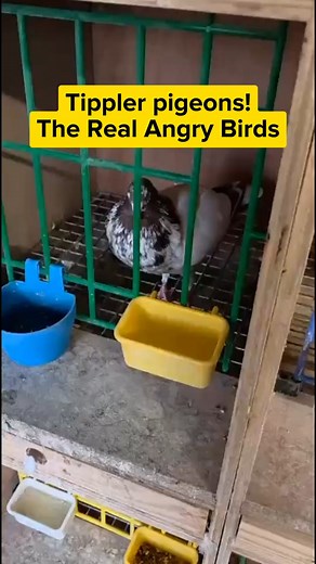 🐦 Tippler Pigeons — The Real Angry Birds! These feathery athletes can fly for up to 20 hours straight! 💨 Bred for endurance, not attitude — but they sure look like they mean business! 😤 #AngryBirds #TipplerPigeon #PigeonFacts #UrbanWildlife #LeicesterLife | SkyRacer - Pigeon Racing