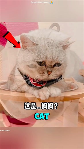 The Flying Poop Prank That Terrified This Tiny Cat!