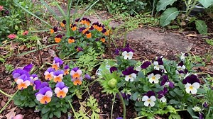 Can Pansies Survive Frost? | 3 Tips to Protect Your Pansies - Eco Family Life