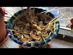 What to do with Pistachio Shells!