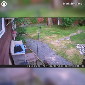 15K views · 179 reactions | THAT'S A GOOD BOY: A brave dog chased...