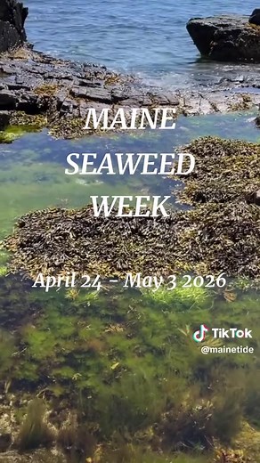 Calling seaweed lovers! The 8th annual seaweed celebration week will run from April 26 - May 3, 2026! What are you most looking forward to? #maine #maineevents #seaweed