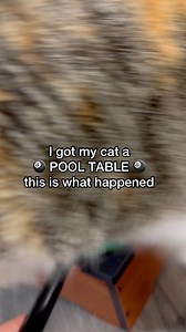 Biskit is such a GREAT billiards player!! | Biskit The Calico