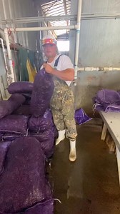 Cajuncrawfish.com -order in the link!!! #WidenTheScreen #nationalcrawfishday #tipsandtricks #cajuntiktok #takeabite #learnwithme #foodontiktok #fyp | Emerson Ellis