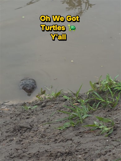 We Got Turtles: Armstrong & Miranda Return — Spoiling Armstrong