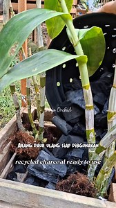 326K views · 2.4K reactions | Daur Ulang Arang ‼️ Arang bekas repotting bisa kita daur ulang dan di gunakan lagi untuk campuran media tanam , happy gardening #reels #daurulangarang #orchidcare #perawatananggrek #tanamanhias #gardening | Senja Orchid | Facebook