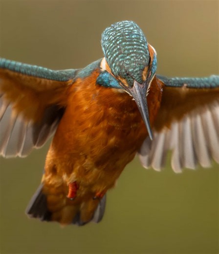I got SO CLOSE to this kingfisher in the Snow!! 🤩❄️ #wildlife #wildlifephotography #kingfisher #bird #nature