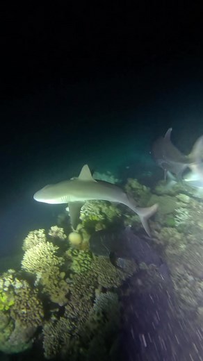 Night Diving at the Great Barrier Reef