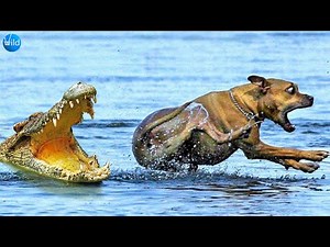 Dog saved himself from crocodile attack