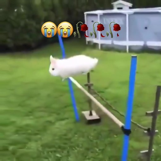 Bunny aura farming (song: ilyTOMMY - pretty ho3) #ilytommy #hoodtrap #bunny #memestiktok #tiktok