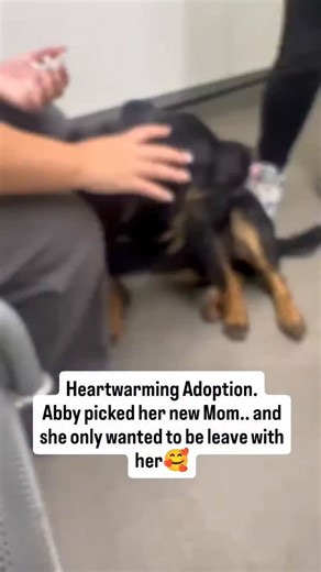Shelter Dogs of Alex | Abby chose her own mom 🐾❤️ A wonderful lady drove 75 miles to adopt a dog—but Abby walked right up, showed interest, and clearly made the... | Instagram